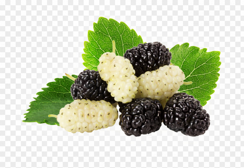 Mulberry Black White Stock Photography PNG