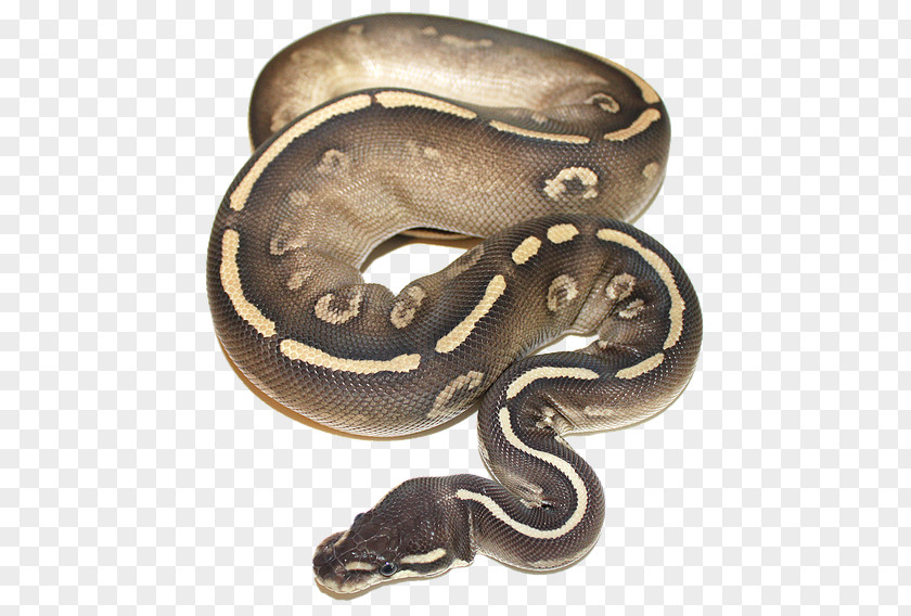 Snake Boa Constrictor Ball Python Piebald Pet PNG