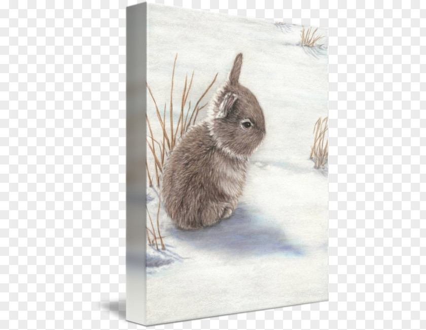 Snow Bunny Domestic Rabbit Hare Gallery Wrap Whiskers PNG