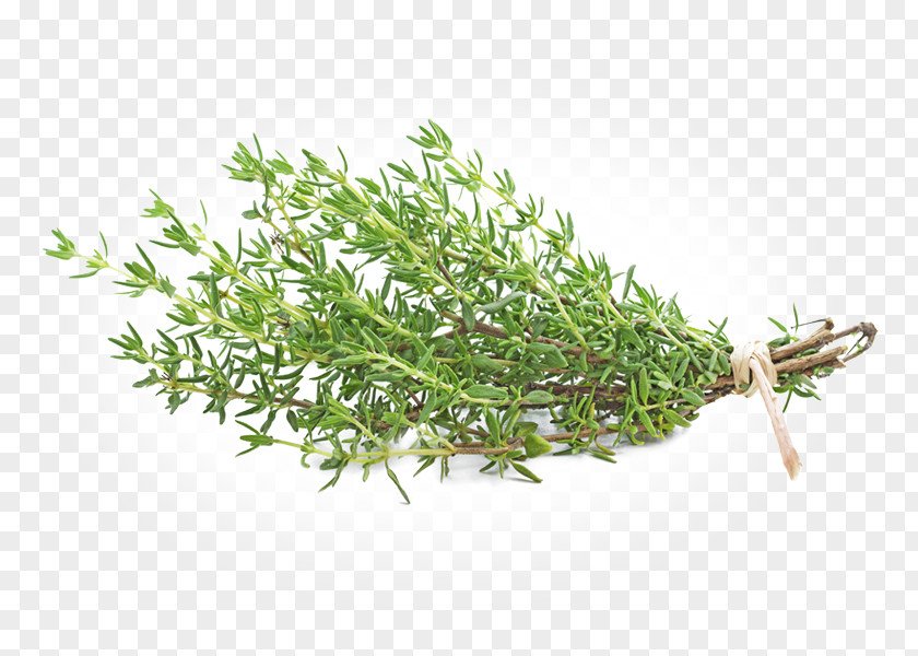 Tea Garden Thyme Herb Thymus Citriodorus PNG