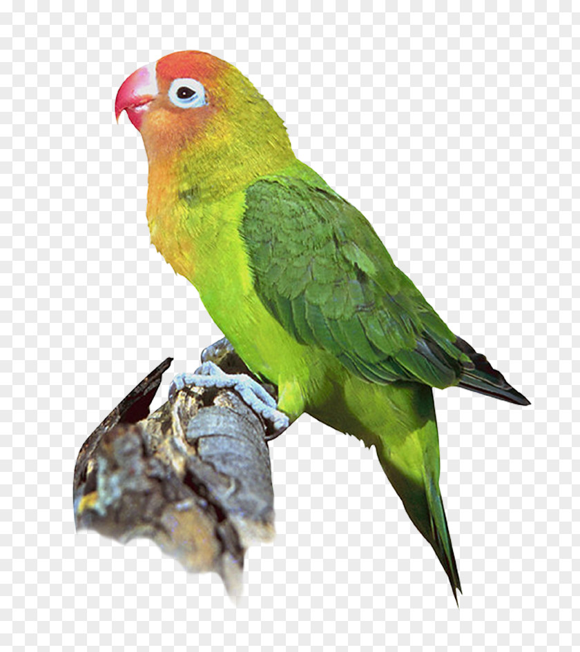 Bird Lovebird Learning Flashcard C1 Advanced PNG