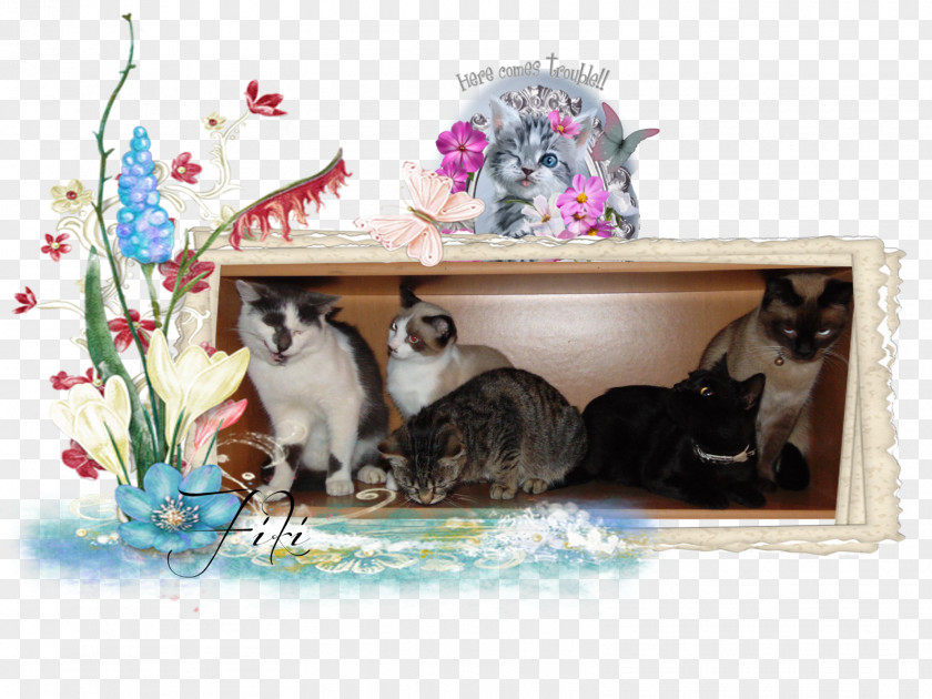 Kitten Whiskers Cat Picture Frames Fauna PNG