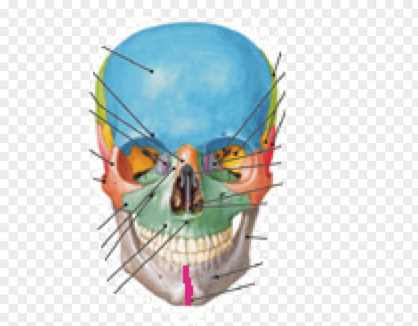 Skull Atlas Der Anatomie Des Menschen Netter's Correlative Imaging: Musculoskeletal Anatomy Human PNG