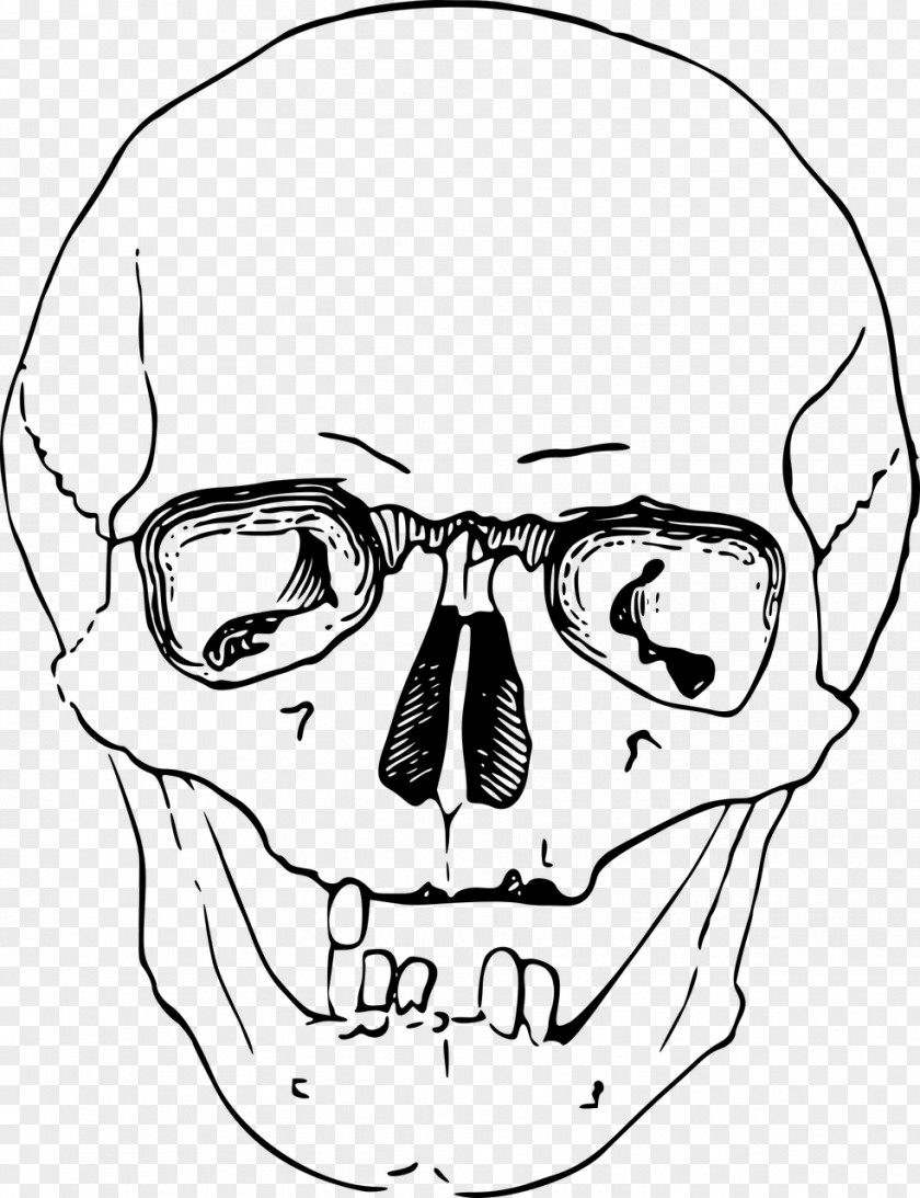Skull Human Calavera Drawing Clip Art PNG