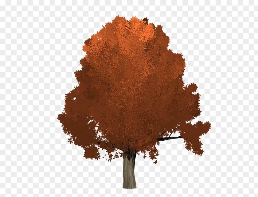 Soil Plant Oak Tree Leaf PNG