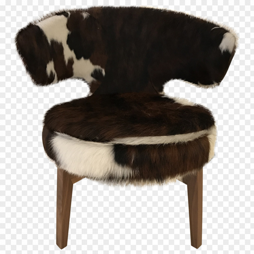 The Cat Sitting On Chair Office & Desk Chairs Table Furniture Animal Print PNG