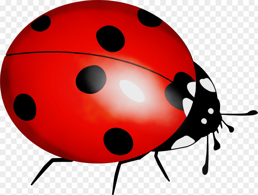 Beetle Insect Ladybug PNG
