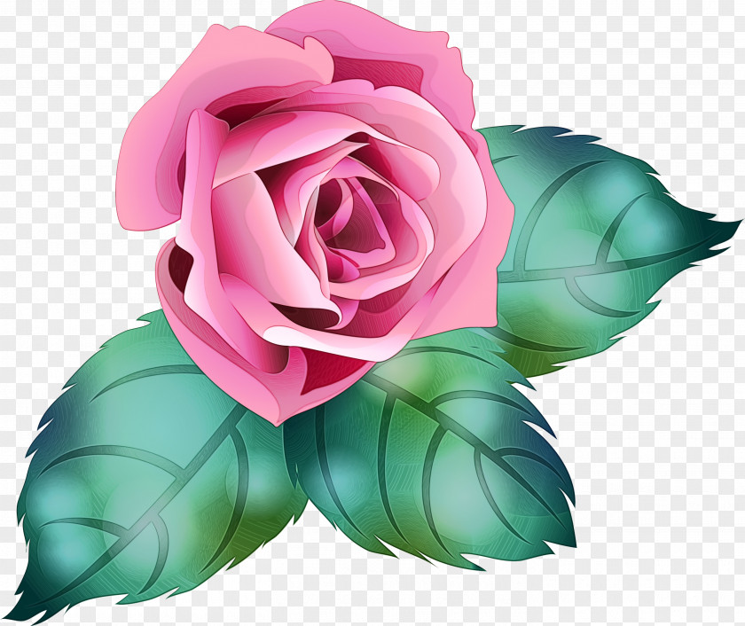 Camellia Flowering Plant Watercolor Pink Flowers PNG