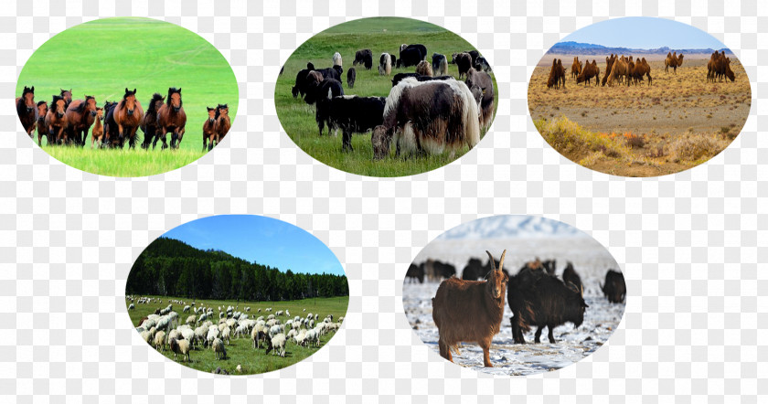 Mongolian Beef Horse Agriculture Malchin Cattle Galt, Khövsgöl PNG