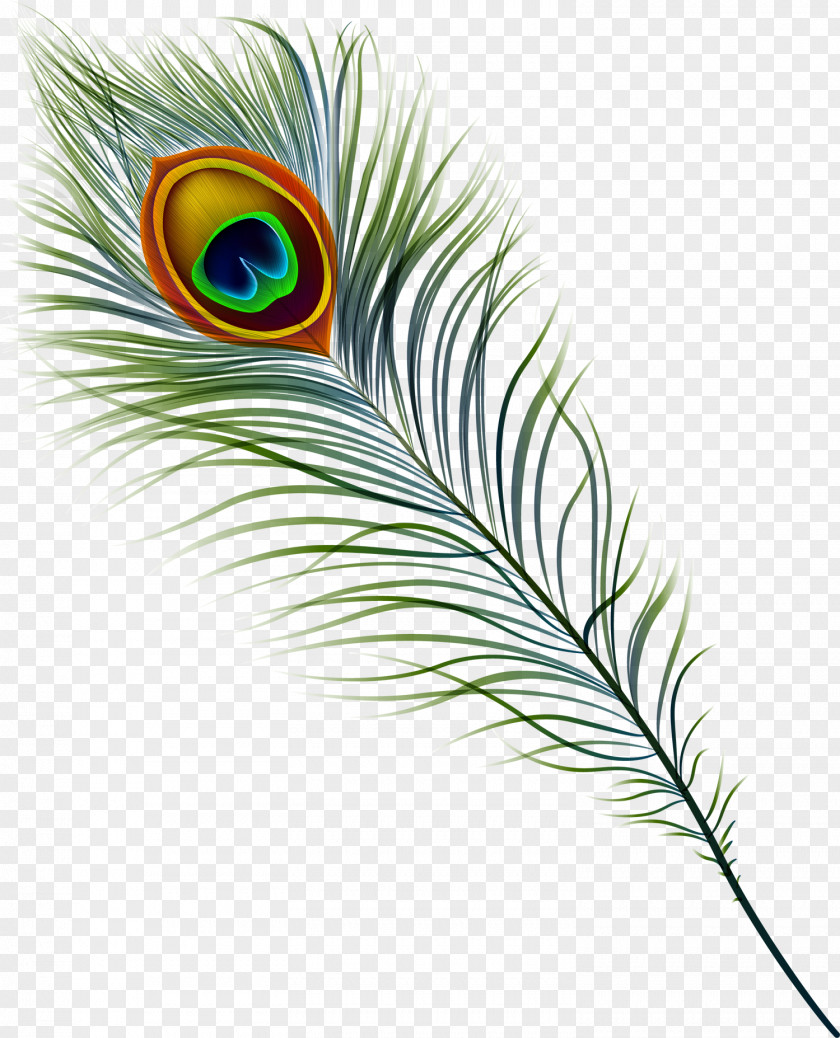 Peacock Peafowl Feather Stock Photography Clip Art PNG