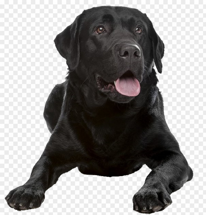 Puppy Labrador Retriever Flat-Coated Dog Breed Shar Pei Companion PNG