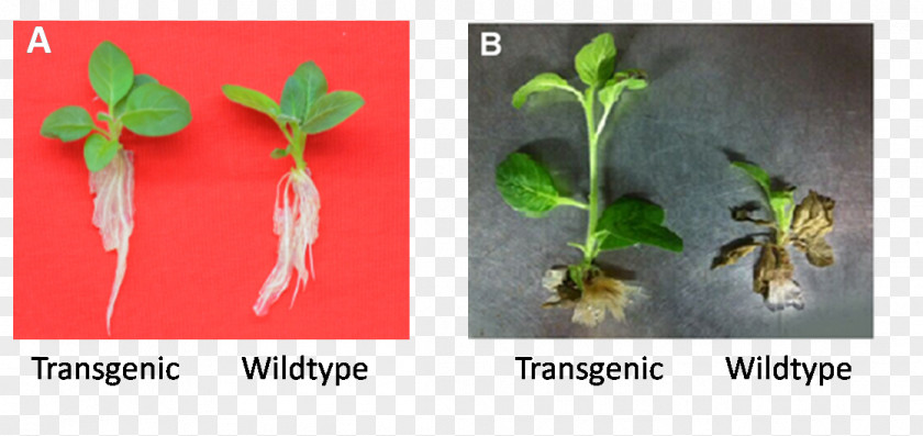 Weeks Plant Transgenesis Genetically Modified Crops Organism PNG