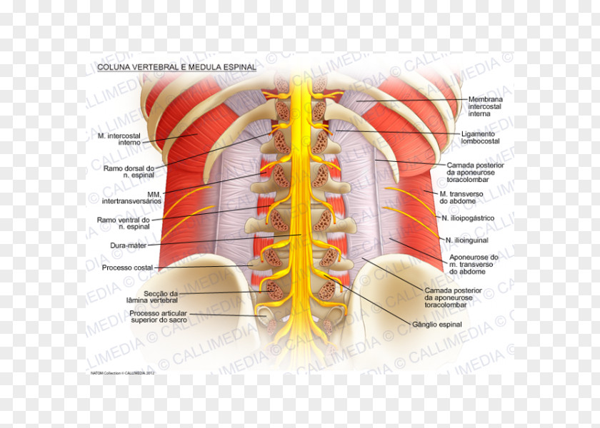 Columna Vertebral Spinal Cord Column Anatomy Nerve Lumbar Vertebrae PNG