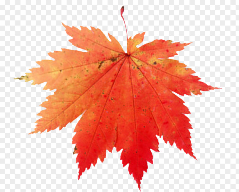 Leaf Maple Canada Clip Art PNG