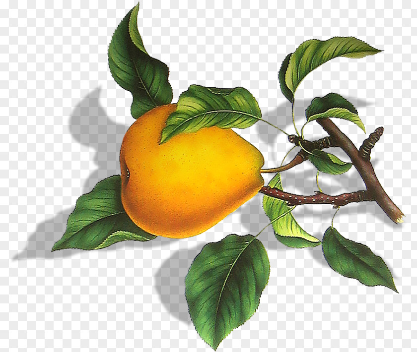 Pear Fruit Bitter Orange PNG