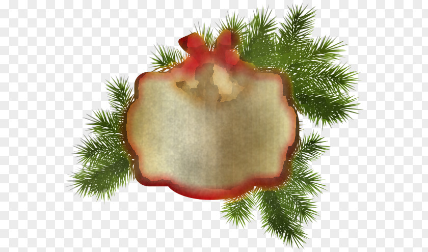Pine Family Plant Fir PNG