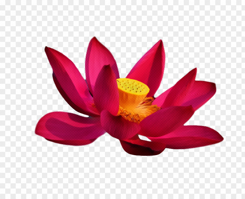 Sacred Lotus Nelumbonaceae Petal Flower Magenta Telekom PNG