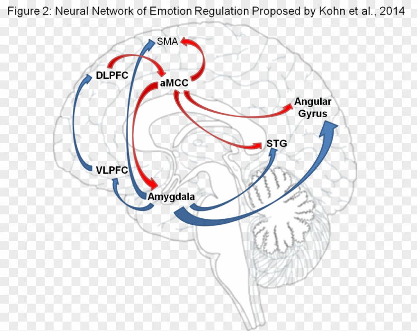 Brain Emotional Self-regulation Arousal Amygdala PNG