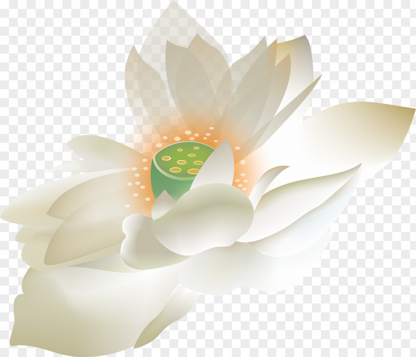 Lotus Floral Design Petal Computer Wallpaper PNG
