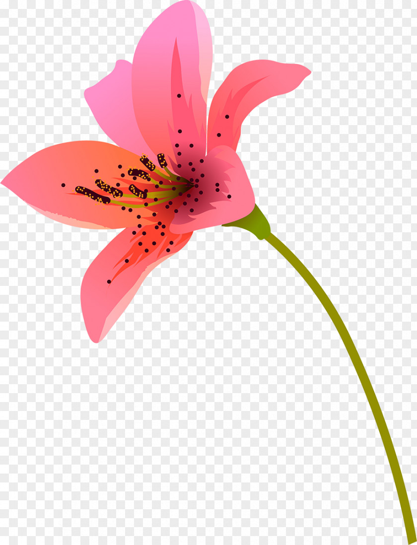 Pink Lily M Alstroemeriaceae Close-up Plant Stem PNG