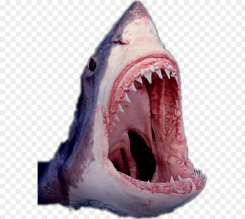 Shark The Great White Cartilaginous Fishes Jaws PNG