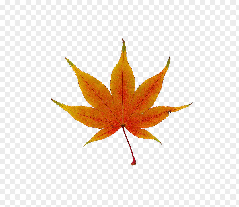 Spray And Psd File Japanese Maple Red Leaf Tree PNG