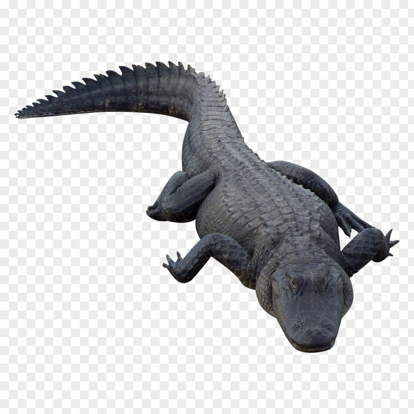 Crocodile Chinese Alligator Alligators PNG