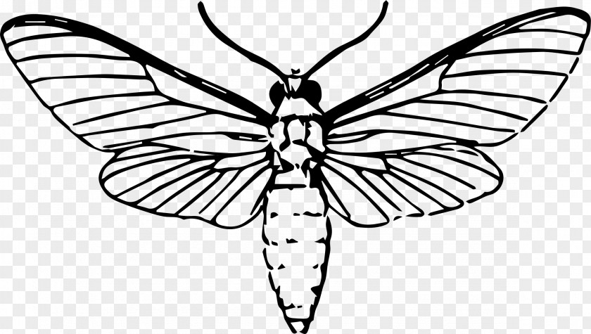 Draw Butterfly Insect Moth Drawing PNG