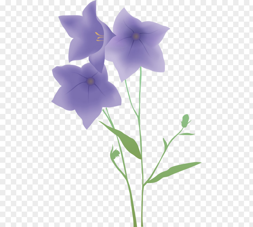 Flower Clip Art PNG