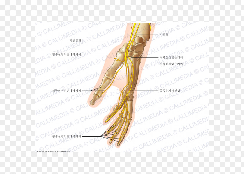 Hand Finger Human Anatomy Nerve Grasses PNG