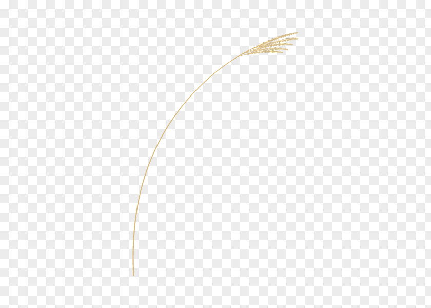 Product Design Line Feather PNG