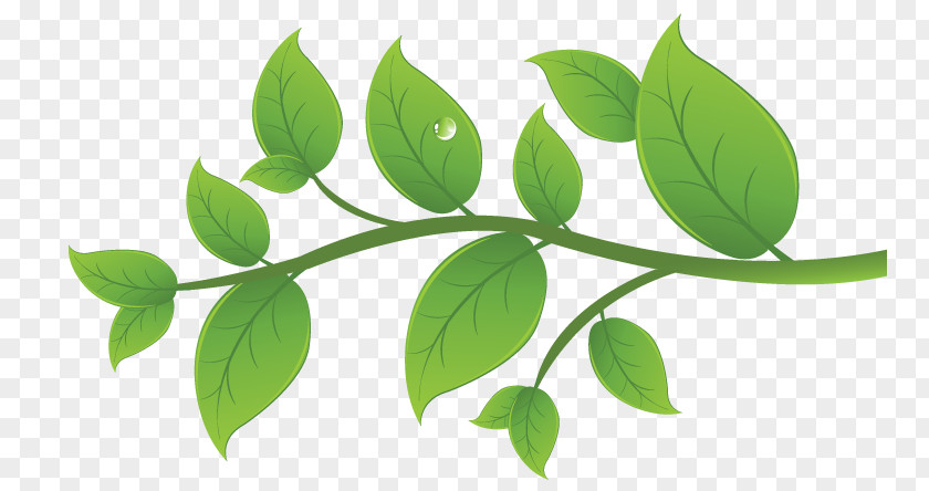 Recyclable Resources Leaf Plant Stem Branching PNG