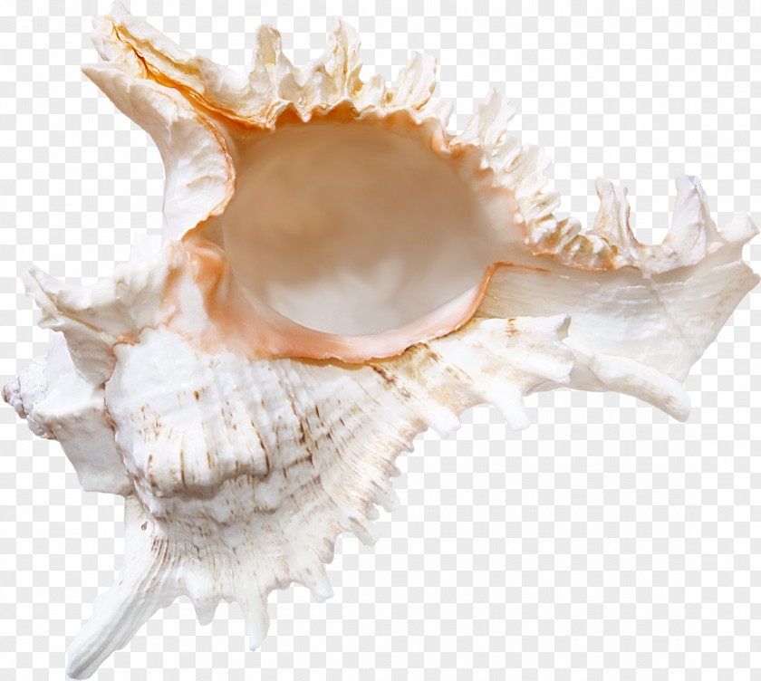 Shell Seashell Conchology Sea Snail PNG