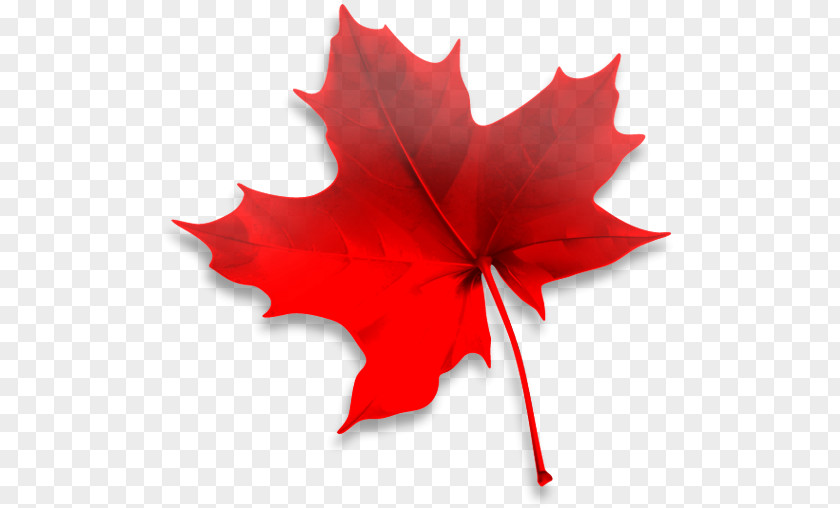 Immigration, Refugees And Citizenship Canada Maple Leaf Future Link Consultants Travel Visa PNG