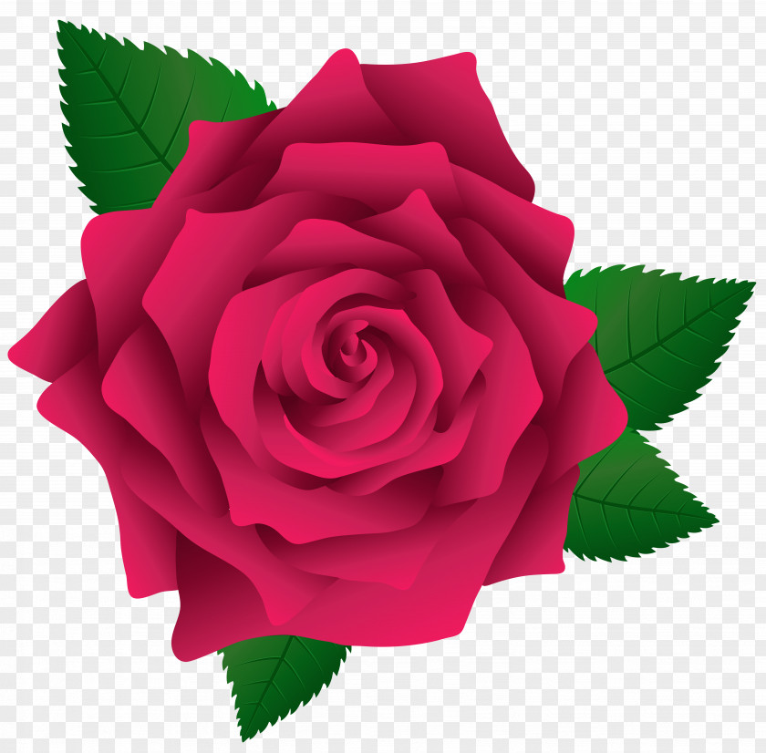 Pink Rose Image Clipart Clip Art PNG