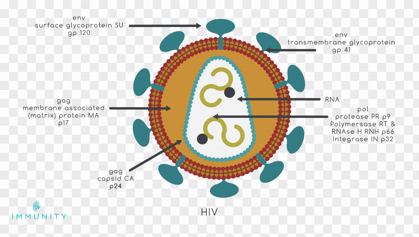 Prevention Of HIV/AIDS HIV Vaccine PNG
