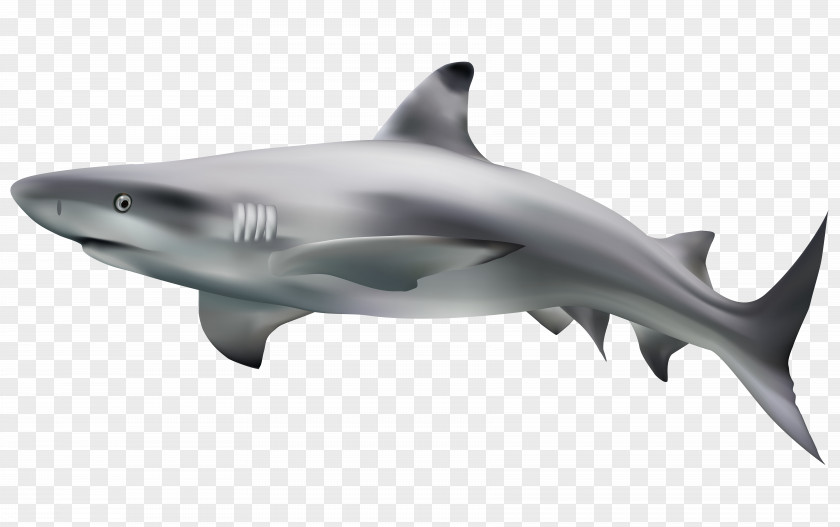 Shark Material Great White Clip Art PNG
