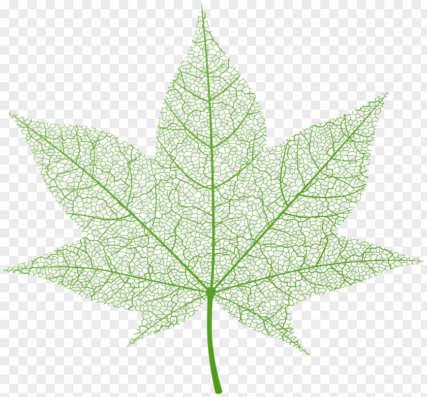 Transparent Green Autumn Leaf Clip Art Image Maple PNG