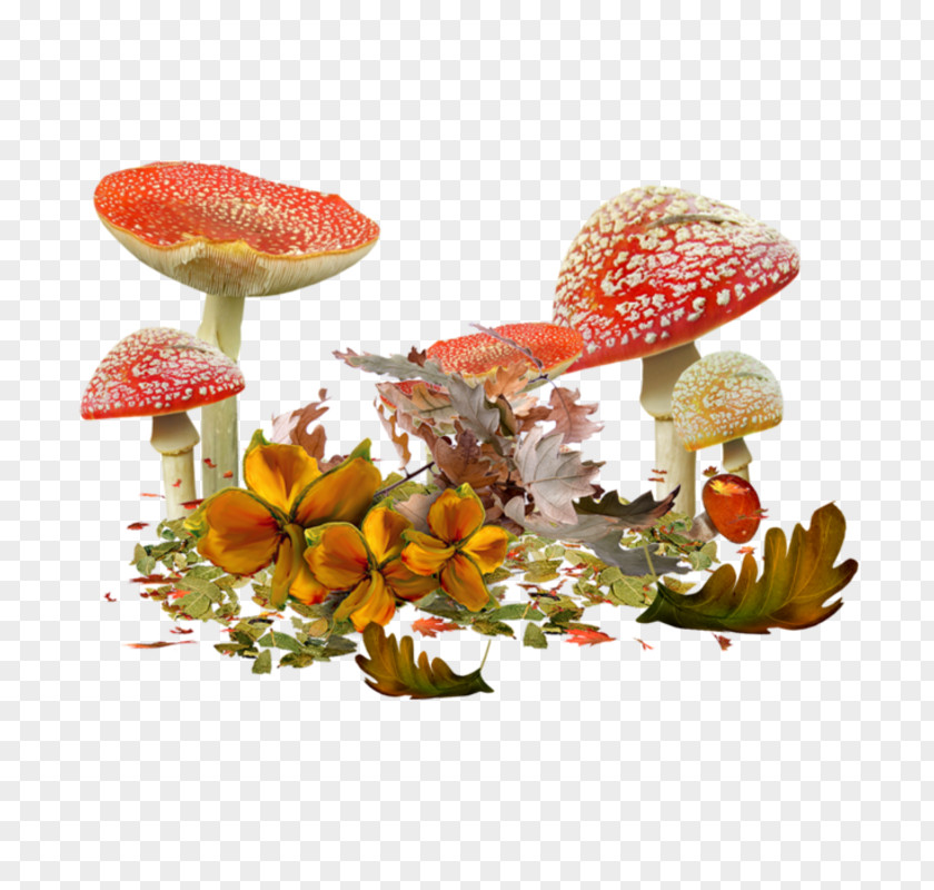 Champignon Mushroom Fungus Clip Art PNG