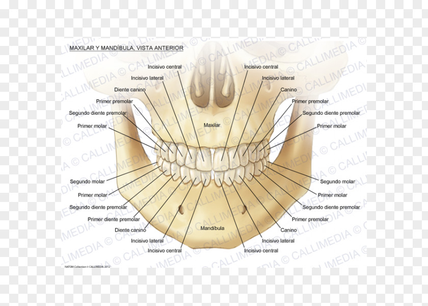 Human Body 3D Maxilla Anatomy Mandible Mandibular Nerve PNG