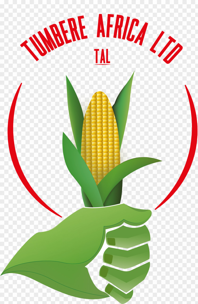 Maize Flour Kampala Limited Company Cereal Organization PNG