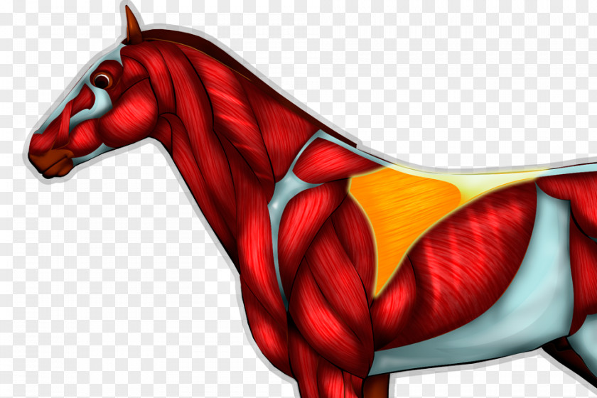 Muscle Horse Mane Art PNG