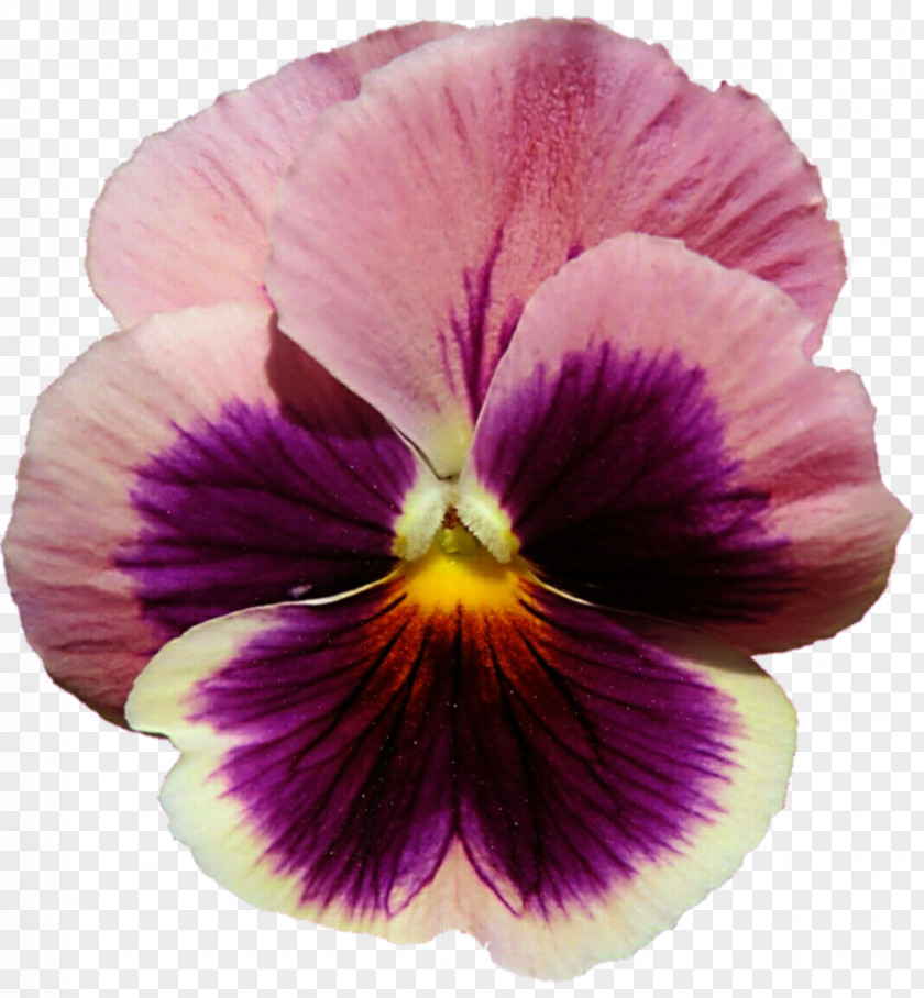 Purple Background Pansy Violet Flower Lilac PNG