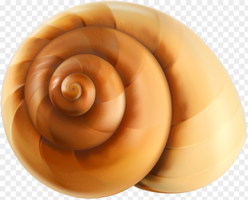 Sea Snail Shell Transparent Clip Art Seashell Euclidean Vector Icon PNG