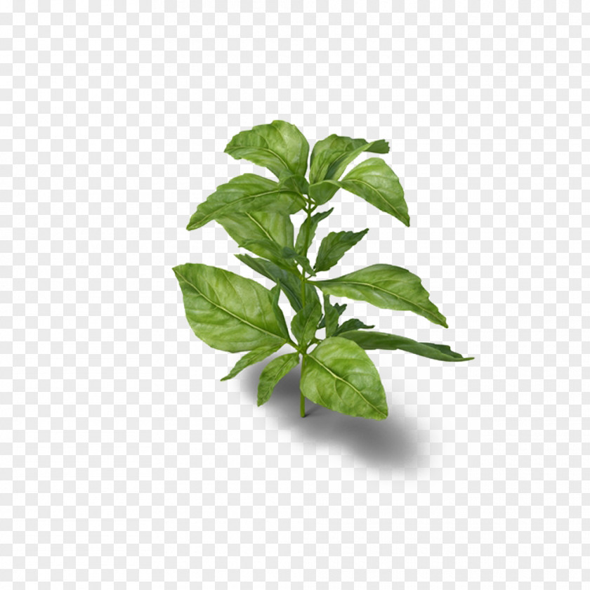 Basil Herb Medicinal Plants Parsley PNG