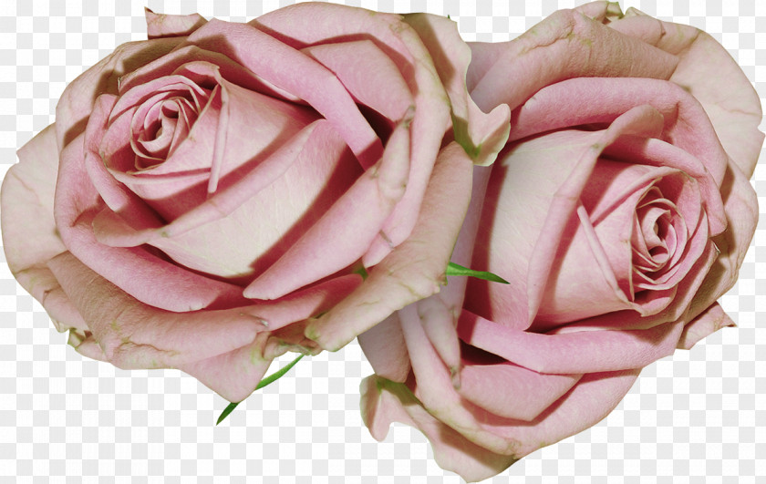 Deco Garden Roses Cabbage Rose Floribunda Cut Flowers Floristry PNG