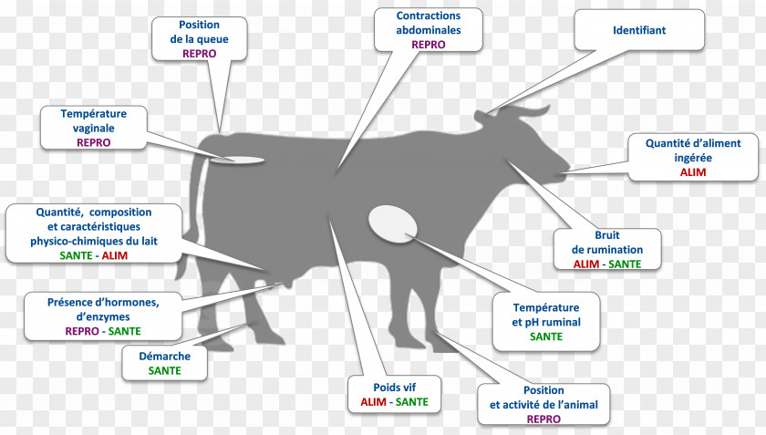 Panaroma Cattle Cut Of Beef Meat Barbecue PNG