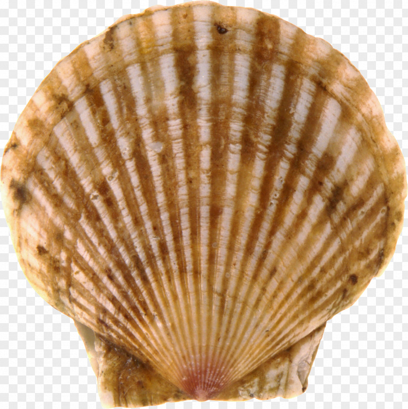 Seashell Bay Scallop PNG