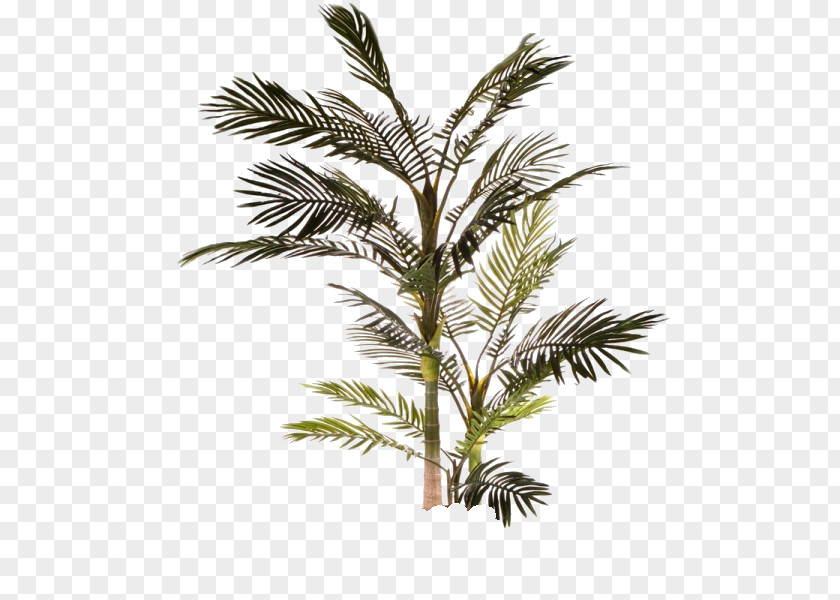 Tree Babassu Clipping Path Arecaceae PNG