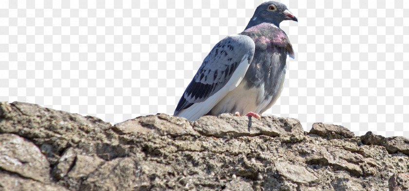 Bird Rock Dove Columbidae Common Wood Pigeon Beak PNG